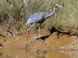 Sarus subadult foraging