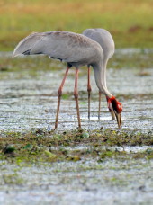 Sarus Cranes Gulf of Carpentaria