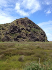NZ swamp