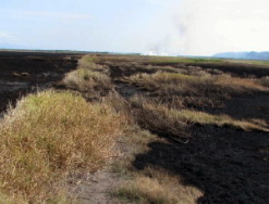 Burning program