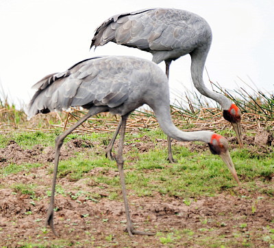 New Guinea Brolgas