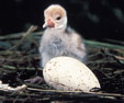 Brolga chick