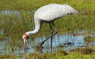 Brolga probing for bulbs