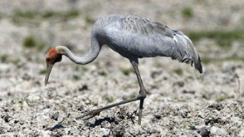 Brolga hunting in mud