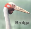 Brolga