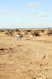 Brolgas in desert