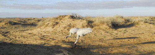 Brolgas foraging
