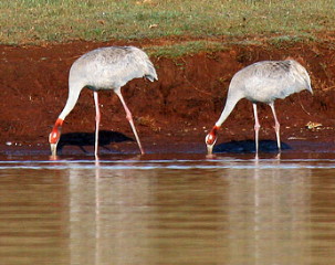 Sarus Cranes drinking