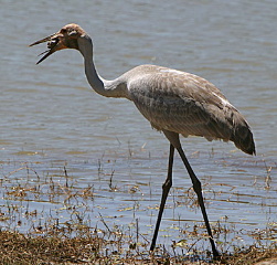 Brolga eating mussel