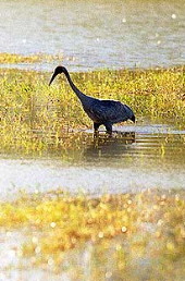 Brolga fishing