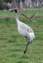 Brolga near Casterton