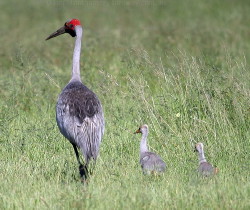Brolga with twin chicks
