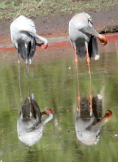 Brolga and Sarus