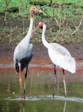 Brolga and Sarus