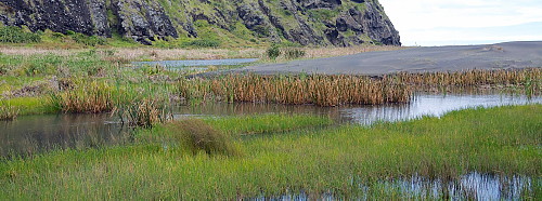 Auckland swamp