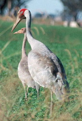 Brolga young, still growing rapidly but not yet able to fly Brolga with young