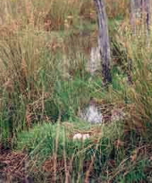 Brolga nest in farm wetland Brolga nest
