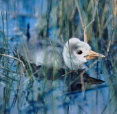 Brolga chick 1 week old