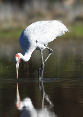 Brolga fishing