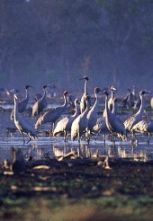 Brolgas and Sarus Cranes