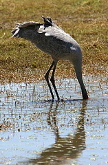 Brolga hunting mussel
