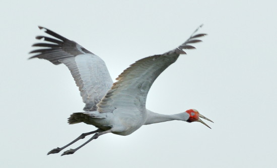 Brolga calling