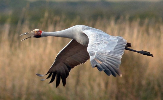 Brolga calling
