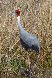 Sarus