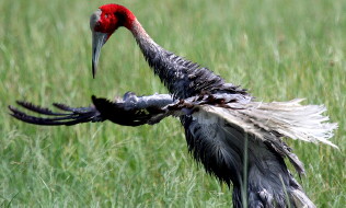 Sarus Crane drying