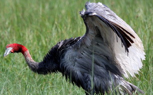 Sarus Cranedrying