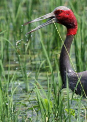 Indian Sarus feeding