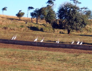 Sarus Cranes drinking