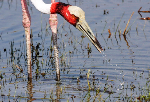 Indian Sarus Crane feeding in water
