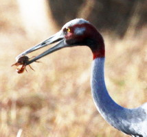 Sarus Crane eating crab