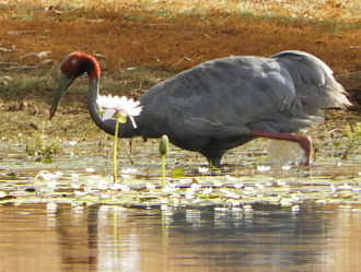Sarus Crane fishing