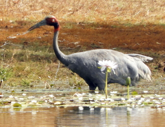Sarus Crane fishing