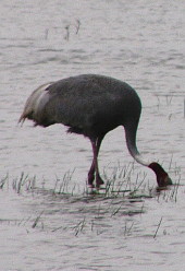Indian Sarus feeding
