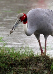 Sarus eating tuber