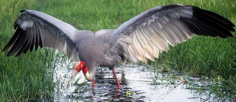 Sarus Crane in rice field