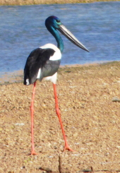 Black-necked Stork, Nicholson River Black-necked Stork, Gregory-Nicholson River