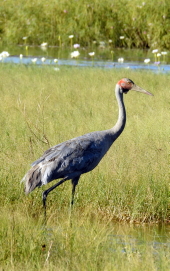 Brolga, Nicholson River Brolga, Gregory-Nicholson River