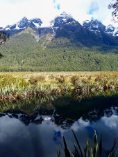 NZ Swamp, Te Anau