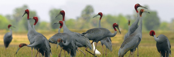 Eastern Sarus, Vietnam