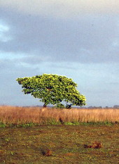 Wasur NP