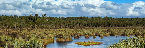 Westland swamp