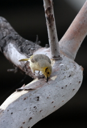 Yellow-tinted Honeyeater Yellow-tinted Honeyeater